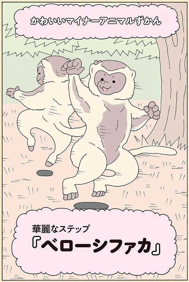 ベローシファカ