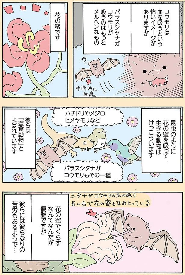 彼らは『蜜食動物』とよばれています