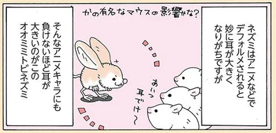 アニメキャラにも負けないほど耳が大きいのがこのオオミミトビネズミ
