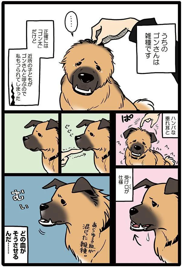 うちのゴンさん