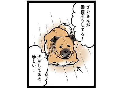 ゴンさんの香箱座り