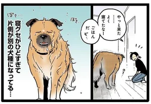 もはや別の犬種!? 寝グセがひどすぎるねぼすけワンコ／雑種犬ゴンさんがダサかわいい（8）