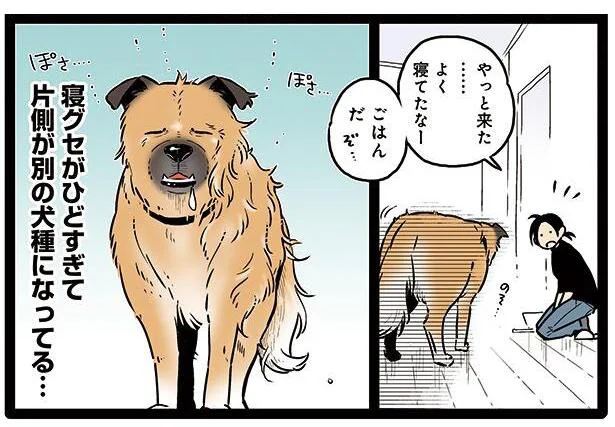 片側が別の犬種になってる…