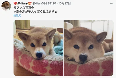 人相…いえ犬相も変わります