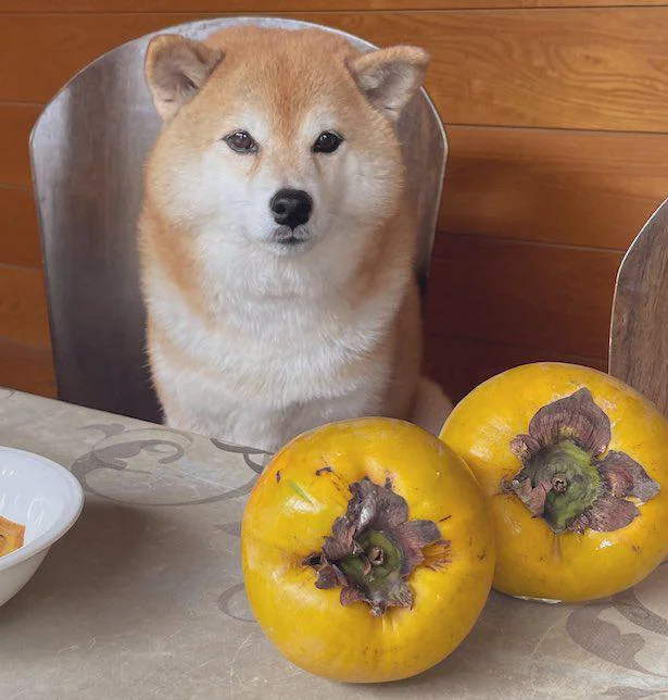 秋の味覚とえまさん／癒し系柴犬えまさんのほっこり画像（4/12）