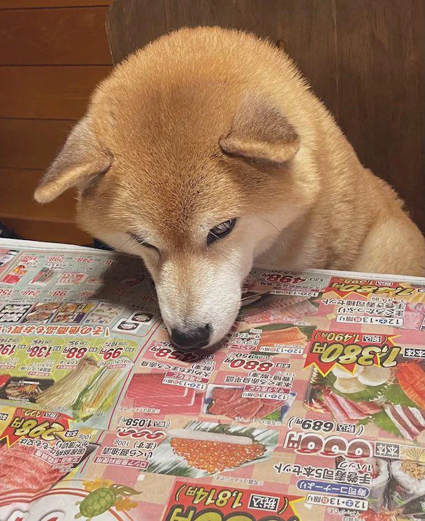 やっぱりマグロは気になる／癒し系柴犬えまさんのほっこり画像（6/12）