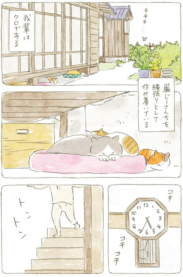 住み着いている猫