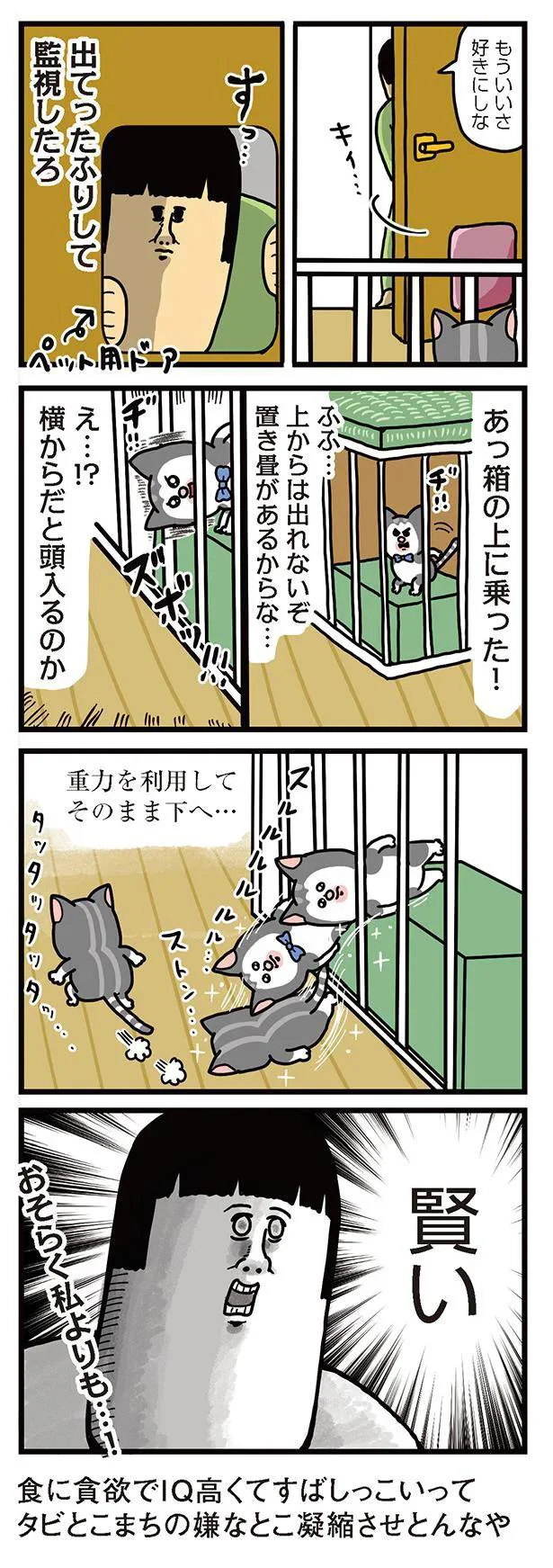 『まめきちまめこニートの日常　こまちとタビ3』より