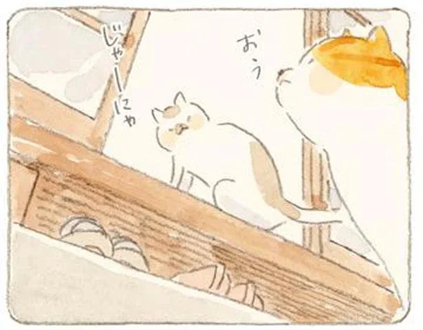 海に囲まれた小さな島。夕暮れ時に猫たちはそれぞれの家へ／ねことじいちゃん8（1）