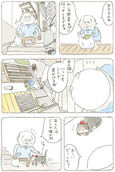 あんたはどこの猫かね