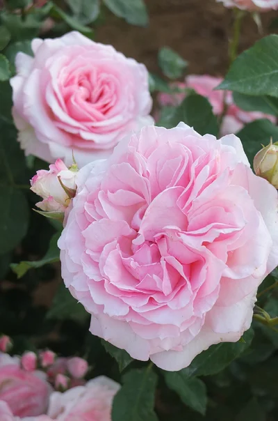 やわらかな花色で育てやすい性質のバラ「春乃」