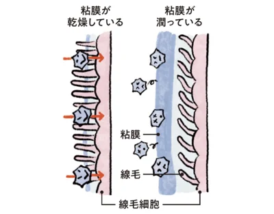 鼻やのどが乾燥しているとウイルスが体に侵入しやすくなる。