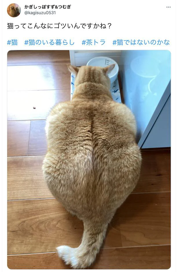 完全に仕上がってるよ！たくましすぎる背中を持つ猫の意外な触り心地とは？