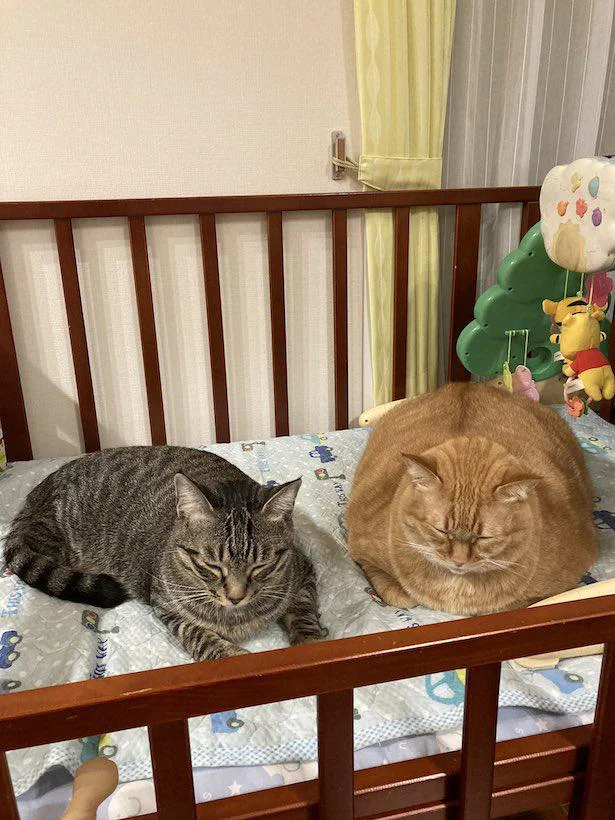 完全に仕上がってるよ！たくましすぎる背中を持つ猫の意外な触り心地と