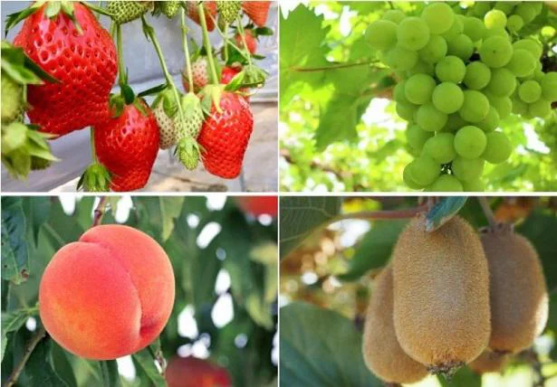  イチゴ、桃、ブドウ、キウイが旬の季節に届く