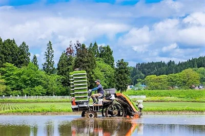  北秋田市の合川地区で育てられたブランド米「あいかわこまち」が味わえる