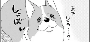 仕事に出かけるのを寂しそうに見送るコーギー。こんな表情されたらもう出かけられない！／あしょんでよッ 〜うちの犬ログ〜（6）