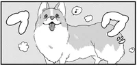 お風呂上りのコーギー犬。ふわふわの毛並みは飼い主さんの努力の賜物／あしょんでよッ 〜うちの犬ログ〜（10）