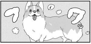 お風呂上りのコーギー犬。ふわふわの毛並みは飼い主さんの努力の賜物／あしょんでよッ 〜うちの犬ログ〜（10）