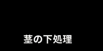 茎の下処理