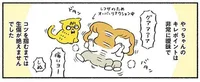 猫のキレポイントが全く分からん！ 沸点が謎なハニートラップ／茶トラのやっちゃんとちーちゃん（7）