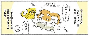 猫のキレポイントが全く分からん！ 沸点が謎なハニートラップ／茶トラのやっちゃんとちーちゃん（7）