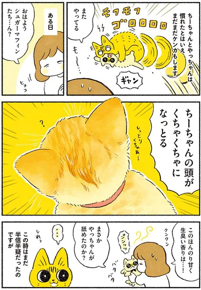 まさか先住猫が舐めたのか…!?