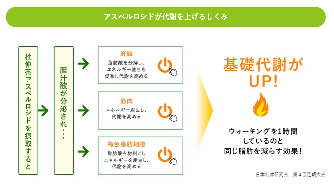 「アスペルロシド」が代謝を上げるしくみ