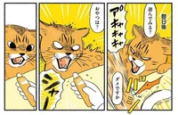 おやつってすごい。威嚇しまくりの新たな猫を懐柔しました／茶トラのやっちゃんとちーちゃん ベンガルのももちゃんもやってきた！（8）