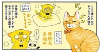 新たな猫との出会いで実感した、先住猫たちの成長／茶トラのやっちゃんとちーちゃん ベンガルのももちゃんもやってきた！（9）