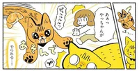 一向に疲れる気配がない!? 想像以上のベンガルパワーにびっくり／茶トラのやっちゃんとちーちゃん ベンガルのももちゃんもやってきた！（10）