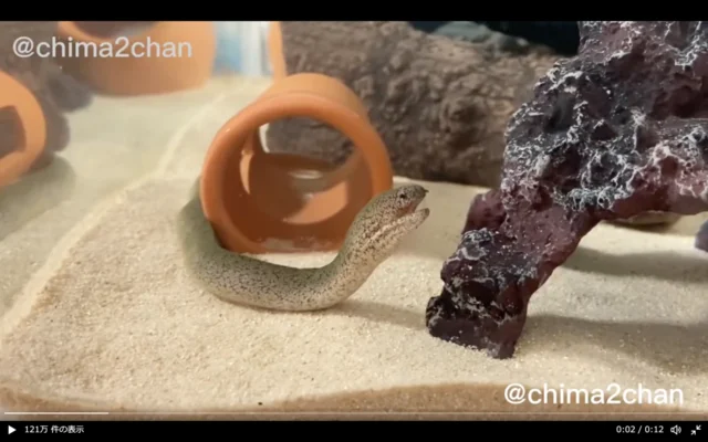 ウツボのあくび！？300万回再生されたウツボ動画がかわいすぎる！