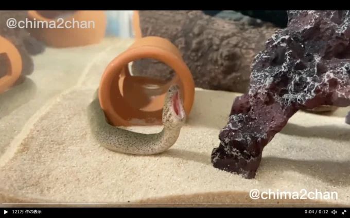 気持ちよさそうなおおあくび!