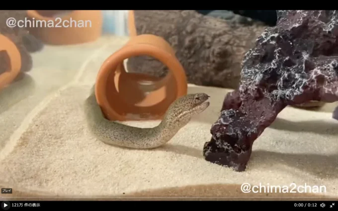 レレレさんちのウツボちゃん