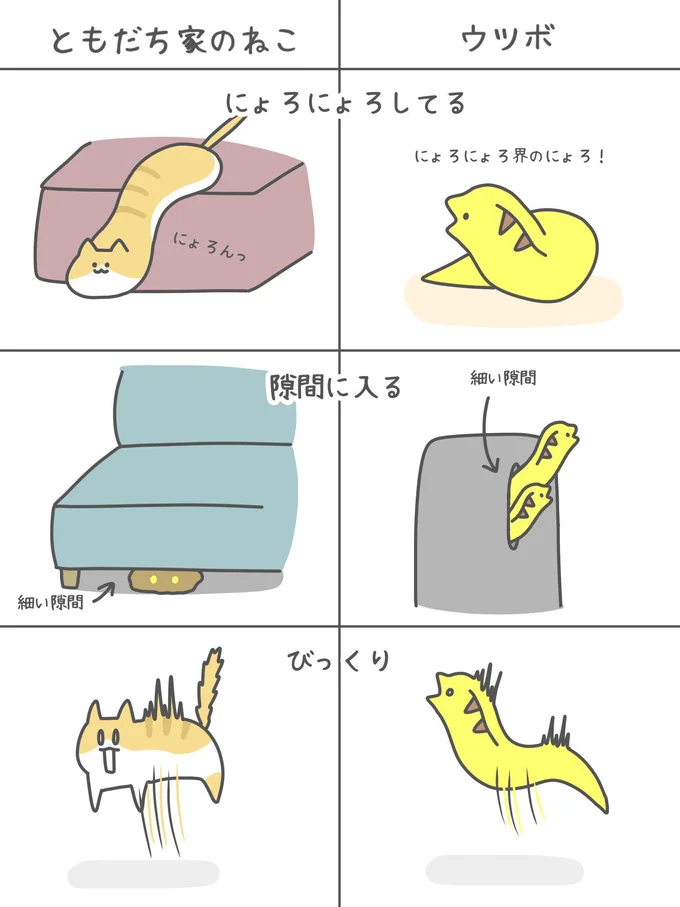 ウツボと猫の共通点⁉︎