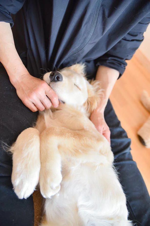 まだまだ子犬気分／いつでも楽しそうなイブさん（15/15）