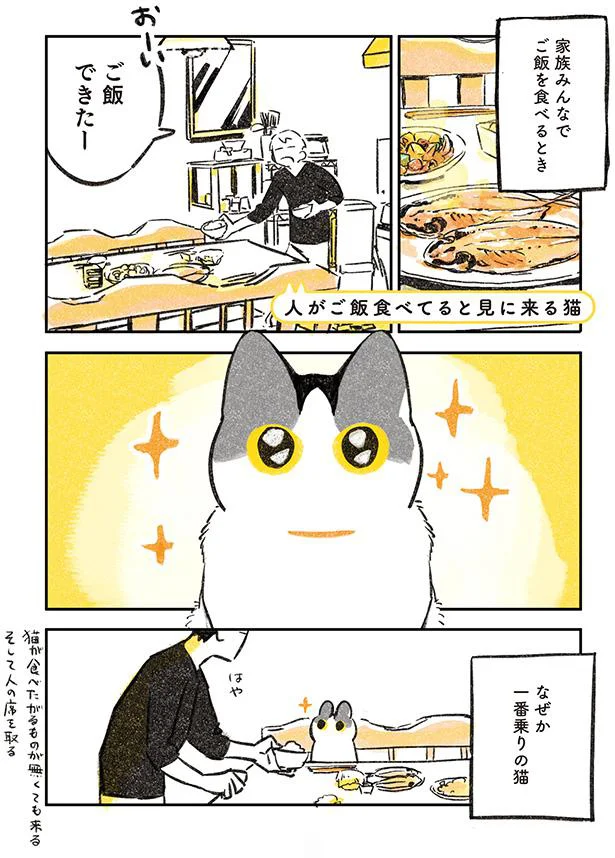 なぜか一番乗りの猫