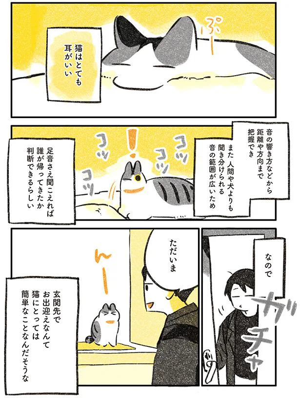 猫はとても耳がいい