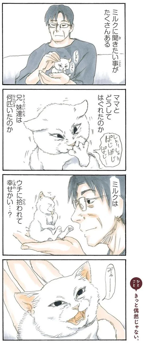 拾い猫のミルク