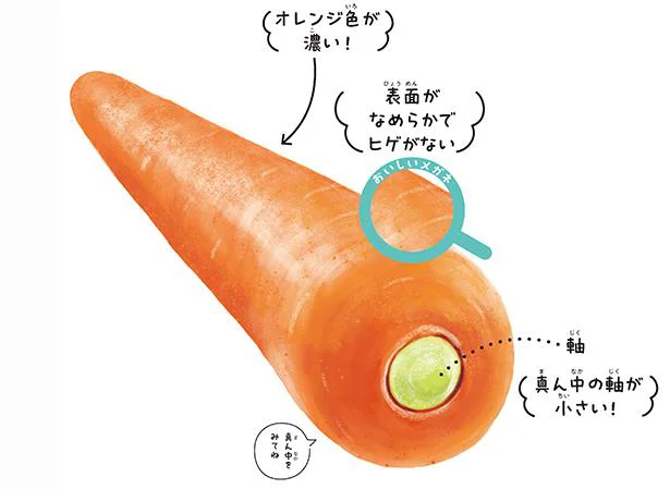 おいしいニンジンは軸が小さい！ 「男前」なニンジンを手に入れるテク