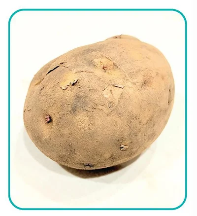 ホクホク系の代表的な品種