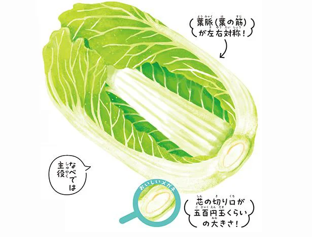 白菜は芯の大きさが五百円玉サイズがおいしい