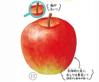 おいしいリンゴを選ぶポイントは「軸」？ 実は栄養分にも差があった！
