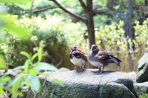 オシドリは「おしどり夫婦」ではない