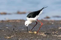 鳥のひざが人間とは逆に曲がっているのはナゼ？意外な理由が！