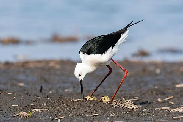 鳥のひざが人間とは逆に曲がっている理由