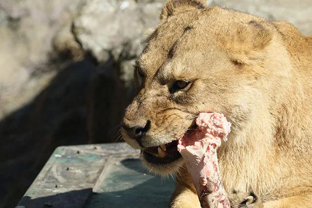 肉食動物のビタミンのとり方