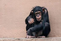 実は凶暴な一面も⁉愛らしいチンパンジーの握力はなんと300キロ！／人類なら知っておきたい 地球の雑学（46）