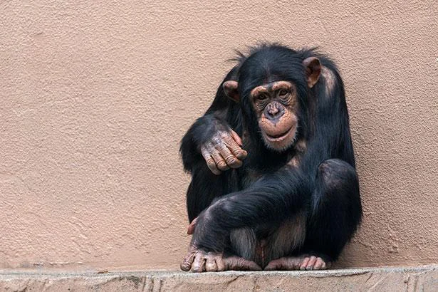  チンパンジーの握力は300キロ！