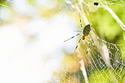 メスの交尾器を破壊する恐ろしいクモ
